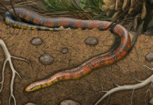 Serpente escavadora brasileira Tametara Mirim reescreve a evolução dos répteis Serpente escavadora brasileira Tametara Mirim reescreve a evolução dos répteis