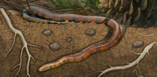 Serpente escavadora brasileira Tametara mirim reescreve a evolução dos répteis Serpente escavadora brasileira Tametara Mirim reescreve a evolução dos répteis