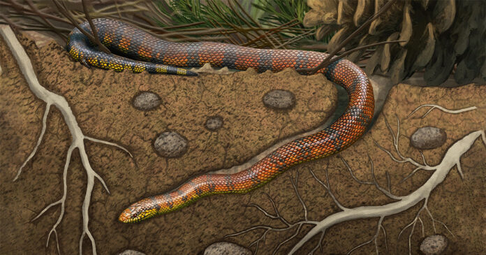 Serpente escavadora brasileira Tametara Mirim reescreve a evolução dos répteis Serpente escavadora brasileira Tametara Mirim reescreve a evolução dos répteis