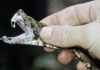 Veneno de serpentes amazônicas avança contra esquistossomose no Brasil Veneno de serpentes amazônicas avança contra esquistossomose no Brasil