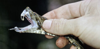 Veneno de serpentes amazônicas avança contra esquistossomose no Brasil Veneno de serpentes amazônicas avança contra esquistossomose no Brasil