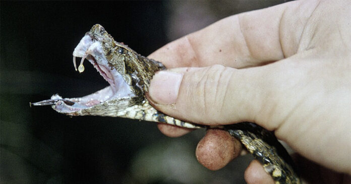 Veneno de serpentes amazônicas avança contra esquistossomose no Brasil Veneno de serpentes amazônicas avança contra esquistossomose no Brasil