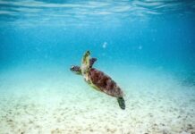 El Niño ameaça Grande Barreira de Corais com 'colapso' iminente El Niño ameaça Grande Barreira de Corais com 'colapso' iminente