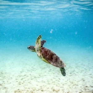 El Niño ameaça Grande Barreira de Corais com 'colapso' iminente El Niño ameaça Grande Barreira de Corais com 'colapso' iminente