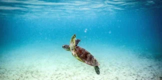 El Niño ameaça Grande Barreira de Corais com 'colapso' iminente El Niño ameaça Grande Barreira de Corais com 'colapso' iminente
