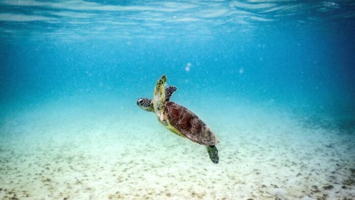 El Niño ameaça Grande Barreira de Corais com 'colapso' iminente El Niño ameaça Grande Barreira de Corais com 'colapso' iminente