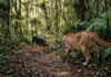 Cães alteram rotina de onças-pardas em áreas de proteção em SP Cães alteram rotina de onças-pardas em áreas de proteção em SP