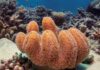 Mudança climática, não El Niño, é maior causa do branqueamento de corais Mudança climática, não El Niño, é maior causa do branqueamento de corais