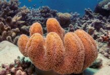 Mudança climática, não El Niño, é maior causa do branqueamento de corais Mudança climática, não El Niño, é maior causa do branqueamento de corais
