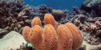 Mudança climática, não El Niño, é maior causa do branqueamento de corais Mudança climática, não El Niño, é maior causa do branqueamento de corais
