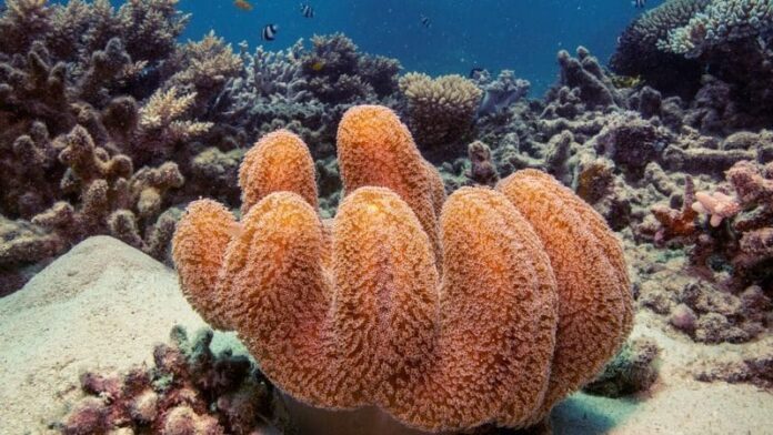 Mudança climática, não El Niño, é maior causa do branqueamento de corais