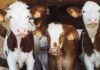 Vacas na blockchain: pecuaristas do Paraná inovam para obter crédito Vacas na blockchain: pecuaristas do Paraná inovam para obter crédito
