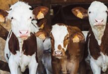 Vacas na blockchain: pecuaristas do Paraná inovam para obter crédito Vacas na blockchain: pecuaristas do Paraná inovam para obter crédito