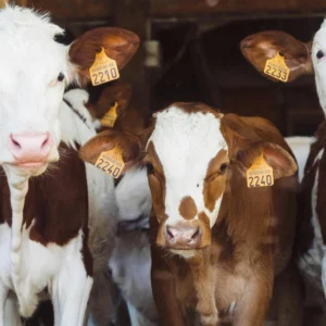 Vacas na blockchain: pecuaristas do Paraná inovam para obter crédito Vacas na blockchain: pecuaristas do Paraná inovam para obter crédito
