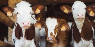 Vacas na blockchain: pecuaristas do Paraná inovam para obter crédito Vacas na blockchain: pecuaristas do Paraná inovam para obter crédito
