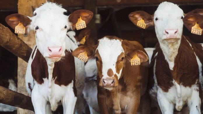 Vacas na blockchain: pecuaristas do Paraná inovam para obter crédito Vacas na blockchain: pecuaristas do Paraná inovam para obter crédito