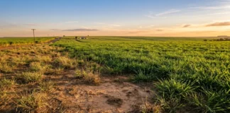 Acre planeja recuperar 14 mil hectares degradados até 2030 Acre planeja recuperar 14 mil hectares degradados até 2030