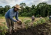 Recuperação do solo impulsiona renda e freia desmatamento no Acre Recuperação do solo impulsiona renda e freia desmatamento no Acre