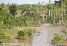 Terceira Natureza: Rota para prosperidade amazônica pós-desmate Terceira Natureza: Rota para prosperidade amazônica pós-desmate