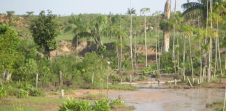 Terceira Natureza: Rota para prosperidade amazônica pós-desmate Terceira Natureza: Rota para prosperidade amazônica pós-desmate