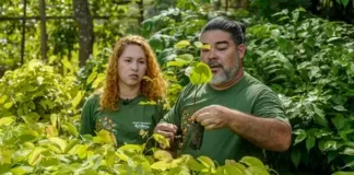 Casal revoluciona o reflorestamento com mudas nativas da Amazônia Casal revoluciona o reflorestamento com mudas nativas da Amazônia
