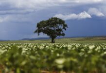 Crédito rural: R$ 92,4 bilhões vão para áreas com alertas MapBiomas Crédito rural: R$ 92,4 bilhões vão para áreas com alertas MapBiomas