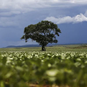 Crédito rural: R$ 92,4 bilhões vão para áreas com alertas MapBiomas Crédito rural: R$ 92,4 bilhões vão para áreas com alertas MapBiomas