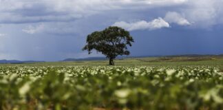 Crédito rural: R$ 92,4 bilhões vão para áreas com alertas MapBiomas Crédito rural: R$ 92,4 bilhões vão para áreas com alertas MapBiomas
