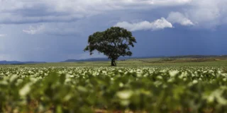 Crédito rural: R$ 92,4 bilhões vão para áreas com alertas MapBiomas Crédito rural: R$ 92,4 bilhões vão para áreas com alertas MapBiomas