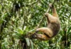 Tamanduá-mirim utiliza cauda preênsil como quinto membro para estabilizar corpo durante forrageio vertical em bromélias e troncos Tamanduá-mirim utiliza cauda preênsil como quinto membro para estabilizar corpo durante forrageio vertical em bromélias e troncos
