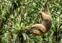 Tamanduá-mirim utiliza cauda preênsil como quinto membro para estabilizar corpo durante forrageio vertical em bromélias e troncos Tamanduá-mirim utiliza cauda preênsil como quinto membro para estabilizar corpo durante forrageio vertical em bromélias e troncos