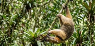 Tamanduá-mirim utiliza cauda preênsil como quinto membro para estabilizar corpo durante forrageio vertical em bromélias e troncos Tamanduá-mirim utiliza cauda preênsil como quinto membro para estabilizar corpo durante forrageio vertical em bromélias e troncos
