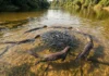 Ariranha sincroniza caça coletiva com vocalização subaquática e cerca cardumes em rios rasos da Amazônia Ariranha sincroniza caça coletiva com vocalização subaquática e cerca cardumes em rios rasos da Amazônia