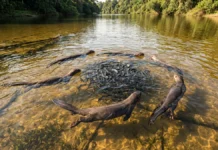 Ariranha sincroniza caça coletiva com vocalização subaquática e cerca cardumes em rios rasos da Amazônia Ariranha sincroniza caça coletiva com vocalização subaquática e cerca cardumes em rios rasos da Amazônia