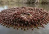 Formiga de fogo entrelaça milhares de corpos com mandíbulas e garras para construir jangada flutuante que protege rainha durante enchentes Formiga de fogo entrelaça milhares de corpos com mandíbulas e garras para construir jangada flutuante que protege rainha durante enchentes