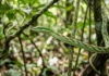 Cobra cipó congela em posição vertical imitando galho seco e balança com vento para aproximar de aves no dossel Cobra cipó congela em posição vertical imitando galho seco e balança com vento para aproximar de aves no dossel