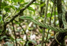 Cobra cipó congela em posição vertical imitando galho seco e balança com vento para aproximar de aves no dossel Cobra cipó congela em posição vertical imitando galho seco e balança com vento para aproximar de aves no dossel