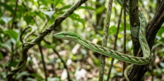 Cobra cipó congela em posição vertical imitando galho seco e balança com vento para aproximar de aves no dossel Cobra cipó congela em posição vertical imitando galho seco e balança com vento para aproximar de aves no dossel