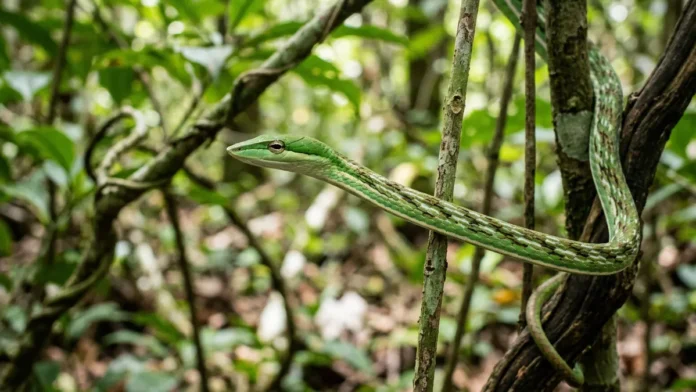 Cobra cipó congela em posição vertical imitando galho seco e balança com vento para aproximar de aves no dossel