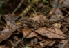 Lagarto de folha usa contração muscular autônoma para soltar a cauda em movimento e enganar predadores na floresta Lagarto de folha usa contração muscular autônoma para soltar a cauda em movimento e enganar predadores na floresta