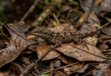 Lagarto de folha usa contração muscular autônoma para soltar a cauda em movimento e enganar predadores na floresta Lagarto de folha usa contração muscular autônoma para soltar a cauda em movimento e enganar predadores na floresta