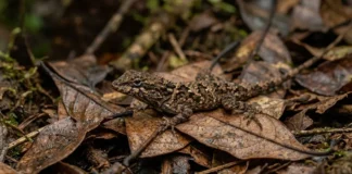 Lagarto de folha usa contração muscular autônoma para soltar a cauda em movimento e enganar predadores na floresta Lagarto de folha usa contração muscular autônoma para soltar a cauda em movimento e enganar predadores na floresta