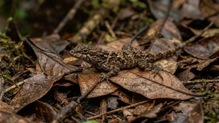 Lagarto de folha usa contração muscular autônoma para soltar a cauda em movimento e enganar predadores na floresta Lagarto de folha usa contração muscular autônoma para soltar a cauda em movimento e enganar predadores na floresta