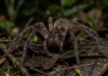 Aranha armadeira ergue o corpo e exibe quelíceras vermelhas para alertar predadores antes de injetar veneno neurotóxico na mata Aranha armadeira ergue o corpo e exibe quelíceras vermelhas para alertar predadores antes de injetar veneno neurotóxico na mata