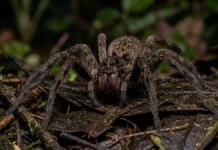 Aranha armadeira ergue o corpo e exibe quelíceras vermelhas para alertar predadores antes de injetar veneno neurotóxico na mata Aranha armadeira ergue o corpo e exibe quelíceras vermelhas para alertar predadores antes de injetar veneno neurotóxico na mata
