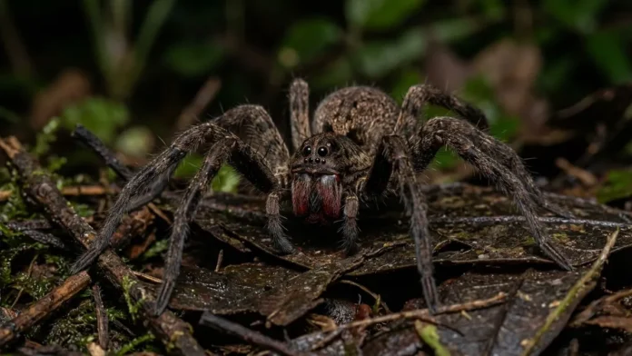 Aranha armadeira ergue o corpo e exibe quelíceras vermelhas para alertar predadores antes de injetar veneno neurotóxico na mata Aranha armadeira ergue o corpo e exibe quelíceras vermelhas para alertar predadores antes de injetar veneno neurotóxico na mata