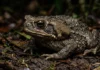 Sapo cururu secreta bufotoxina pelas glândulas parotoides sob pressão direta e provoca paradas cardíacas graves em cães domésticos Sapo cururu secreta bufotoxina pelas glândulas parotoides sob pressão direta e provoca paradas cardíacas graves em cães domésticos