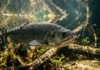 Peixe cachorro utiliza presas inferiores de quinze centímetros para perfurar e segurar presas em águas da Amazônia Peixe cachorro utiliza presas inferiores de quinze centímetros para perfurar e segurar presas em águas da Amazônia