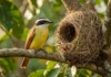 Bem-te-vi combina insetos, frutos e pequenos animais e faz de quintais urbanos parte do território onde procura alimento Bem-te-vi utiliza fibras vegetais e barro na construção de ninho com entrada lateral para proteger ninhadas contra intempéries