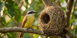 Bem-te-vi combina insetos, frutos e pequenos animais e faz de quintais urbanos parte do território onde procura alimento Bem-te-vi utiliza fibras vegetais e barro na construção de ninho com entrada lateral para proteger ninhadas contra intempéries